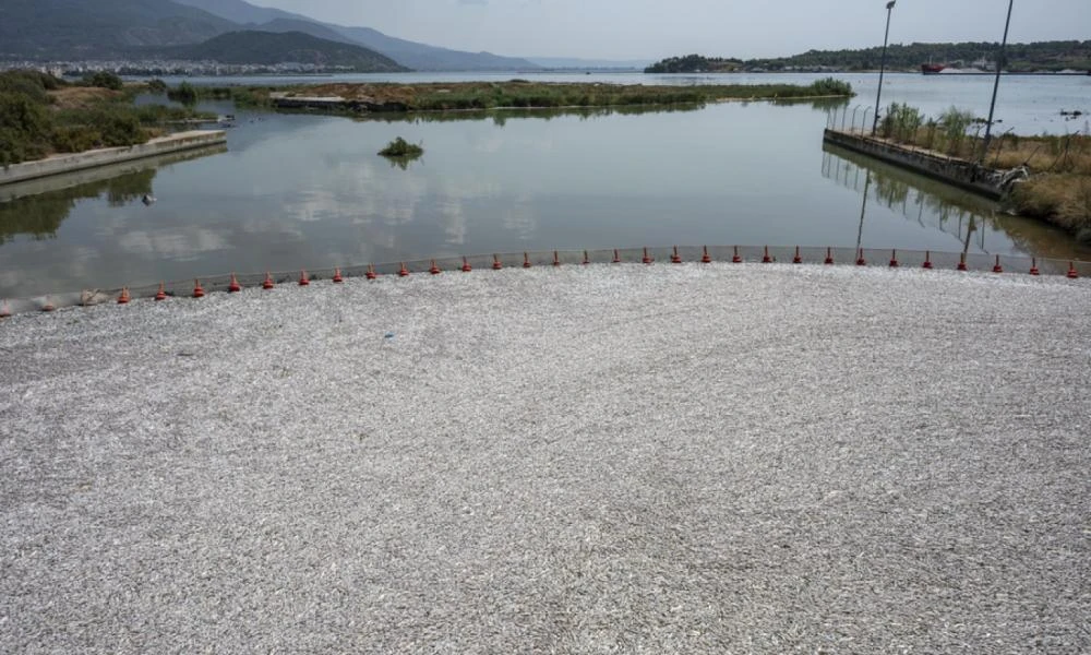 Συνεχίζεται το μυστήριο με τα νεκρά ψάρια στον Βόλο: Μαζεύτηκαν πάνω από 57 τόνοι